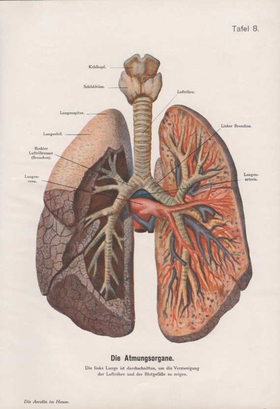 1910 Lungs Anatomy Print Respiratory System Vintage