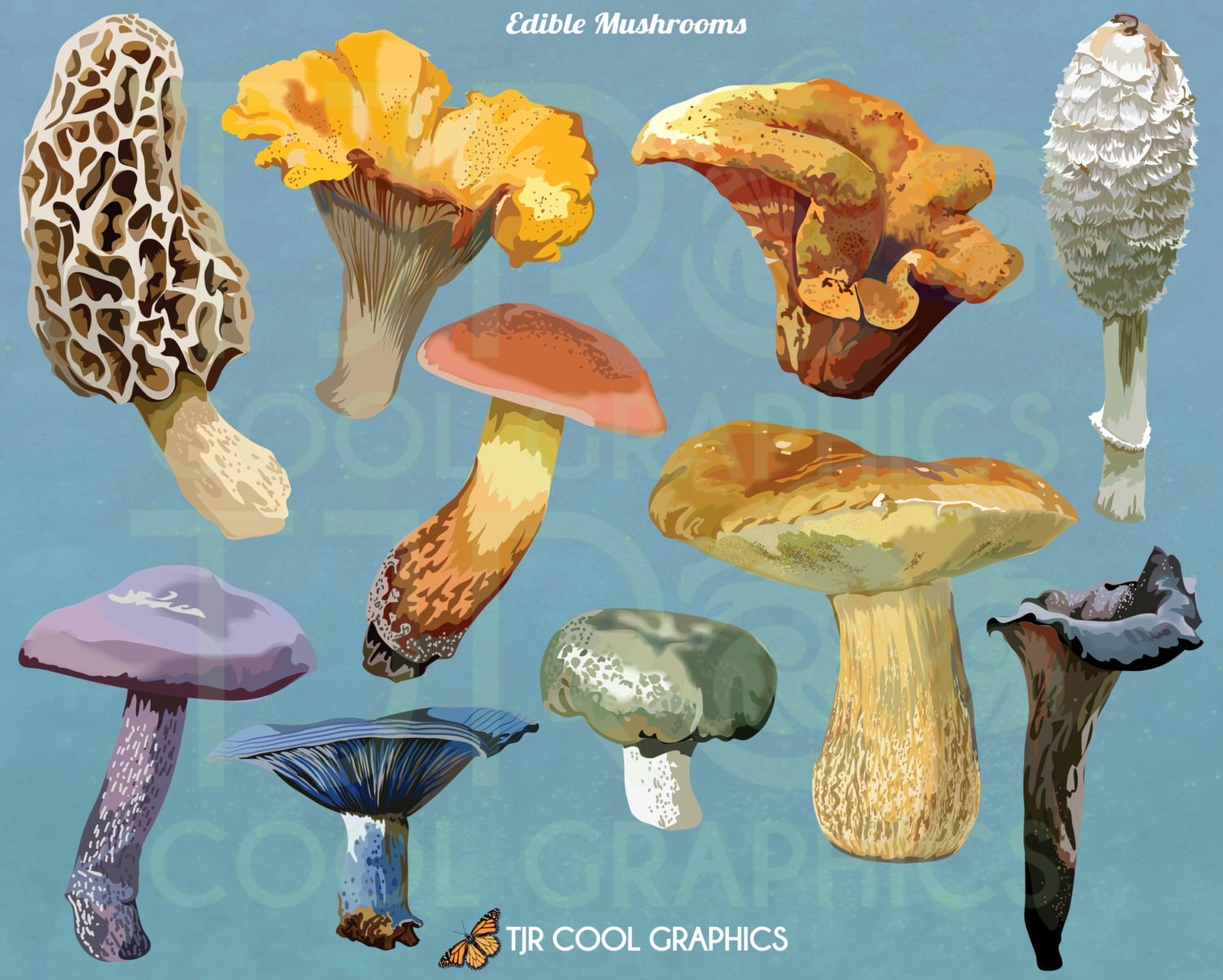 morel mushroom clip art - photo #30
