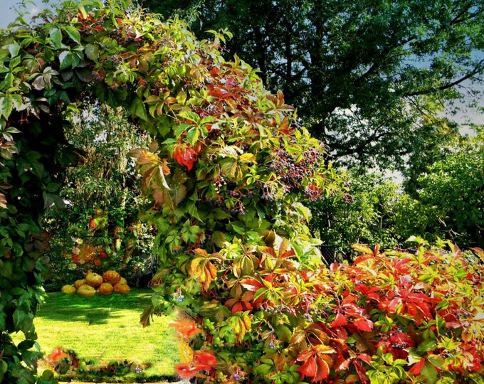 FALL HARVEST Greeting Card featuring Nature's Abundance created for you by Pam Ponsart of Pam's Fab Photos