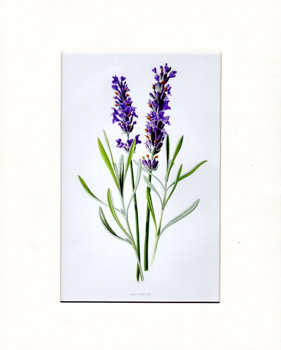 Vintage Botanical Print Lavender Vintage Flower Print Garden