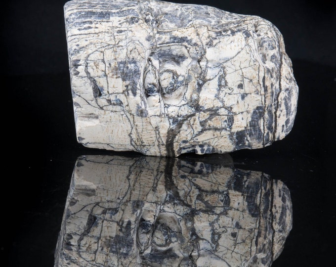 Dinosaur Fossil, Carved Bone for Home Decor and Reiki 333
