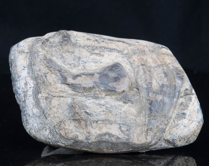 Dinosaur Fossil, Carved Bone for Home Decor and Reiki 222