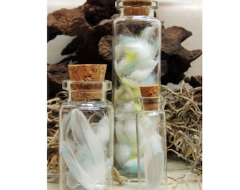 Parakeet Feather Collection, Natural History Collection, Curiosity Cabinet, Jewelry Making, Craft supplies