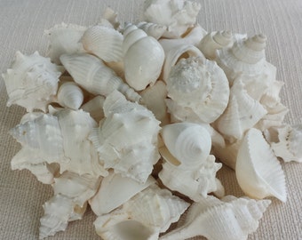Sea Shells Bulk, White Seashell Mix, White Shell Mix, Seashells, Shells, Bulk Seashells, Beach Decor, Seashell Mix