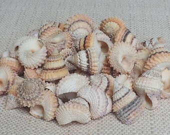 Tiny Shells, Small Shells, Beach Decor, Seashells, Shells, Craft Shells, Periwinkle Shells