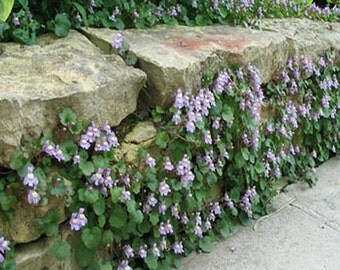 Kenilworth Ivy - 200 Seeds