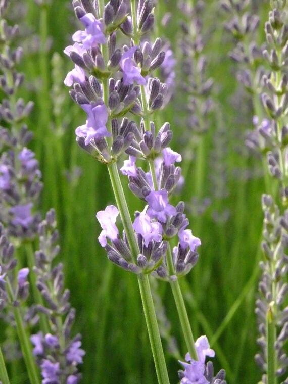 Grosso Lavender Plants4 Quantity