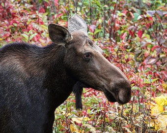 Moose Art, Woodland Animals, Moose Print, Nature Photography, Moose Decor, Nature Prints, Fall Colors, Canadian Art, Wildlife Prints