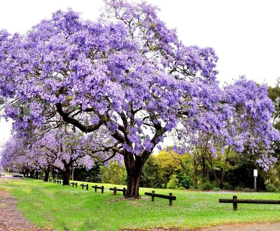 Royal Empress Paulownia Tomentosa 250 seeds World's by ...