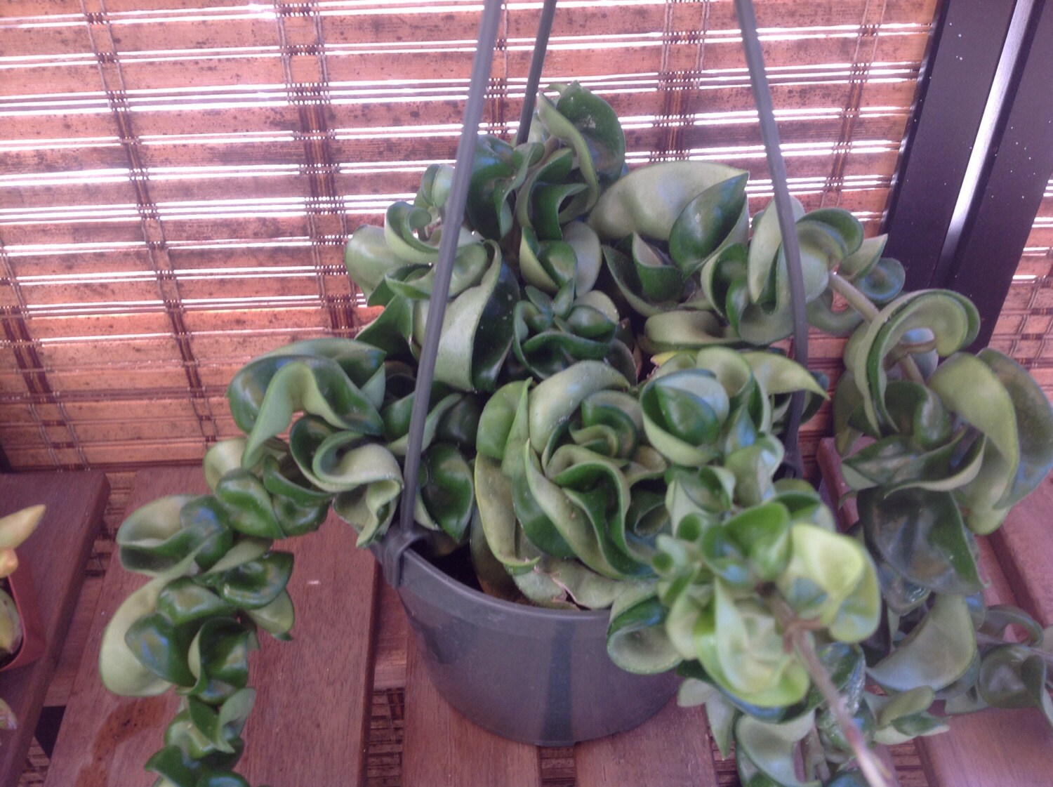 Succulent plant The Hoya Hindu Rope is a multicolored