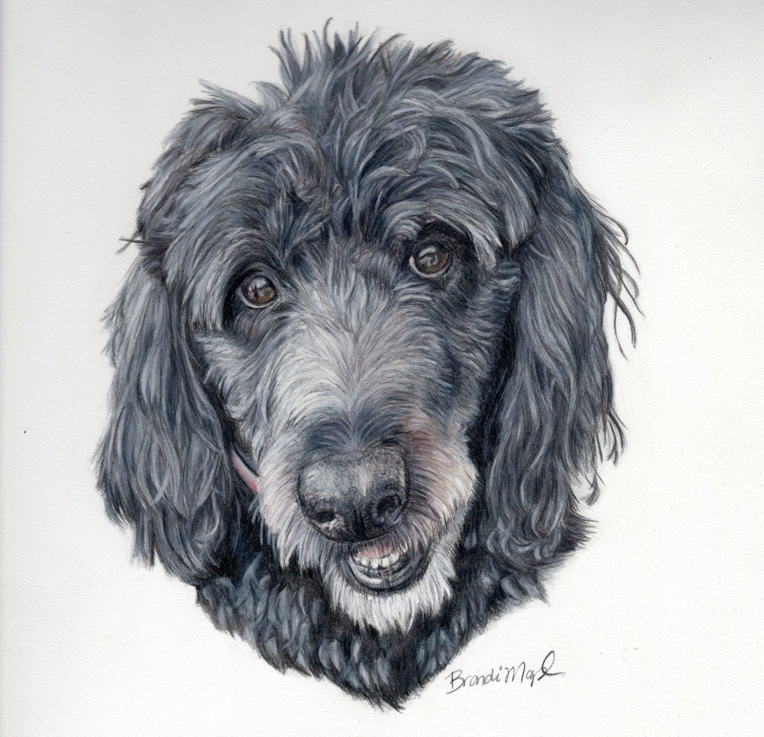 Custom Dog Drawing -colored pencil pet portrait pencil dog 