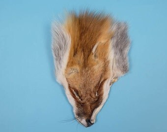 Red Fox Face:#3 Grade (ER-19-04-06-#3)