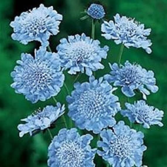 Light Blue Pincushion Flower Seeds / by YouMakeMeSmileSeeds