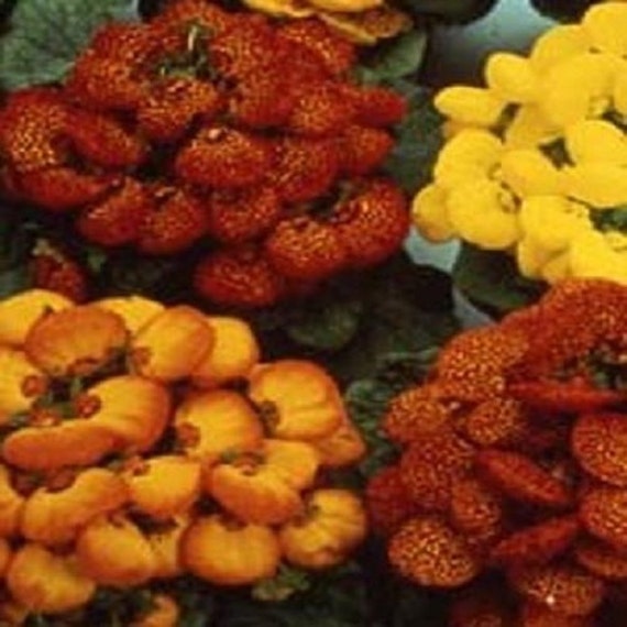 Calceolaria Pocketbook Plant Flower Seeds / Dainty Mix / Annual 25+ Calceolaria Pocketbook Plant Flower Seeds / Dainty Mix / Annual 25+