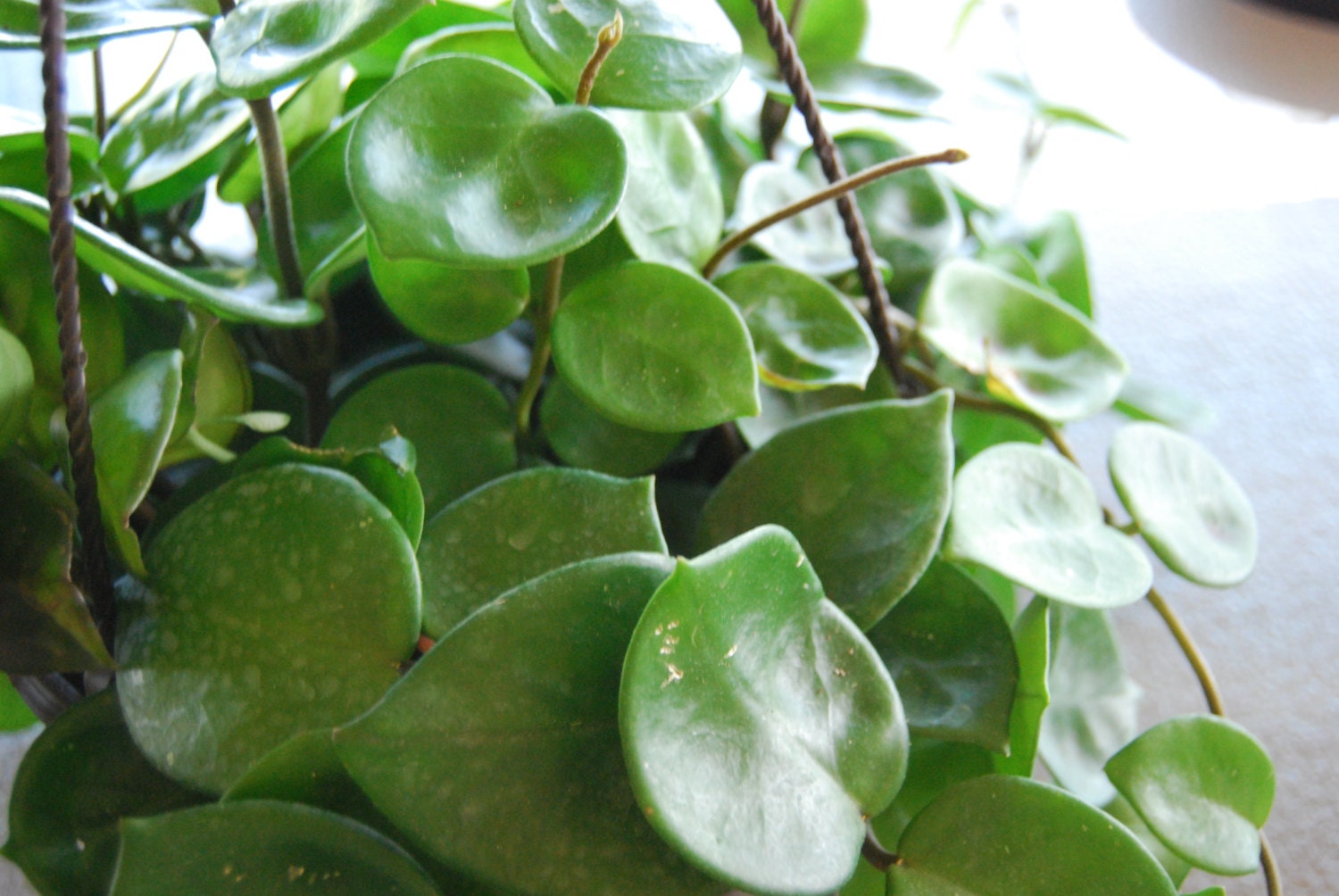 Hoya Carnosa Chelsea Flowering Wax Plant