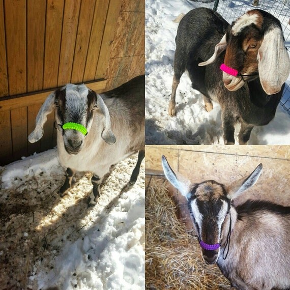 Goat Rope Halter