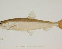 Einzigartige Artikel zum Thema ichthyologie | Etsy