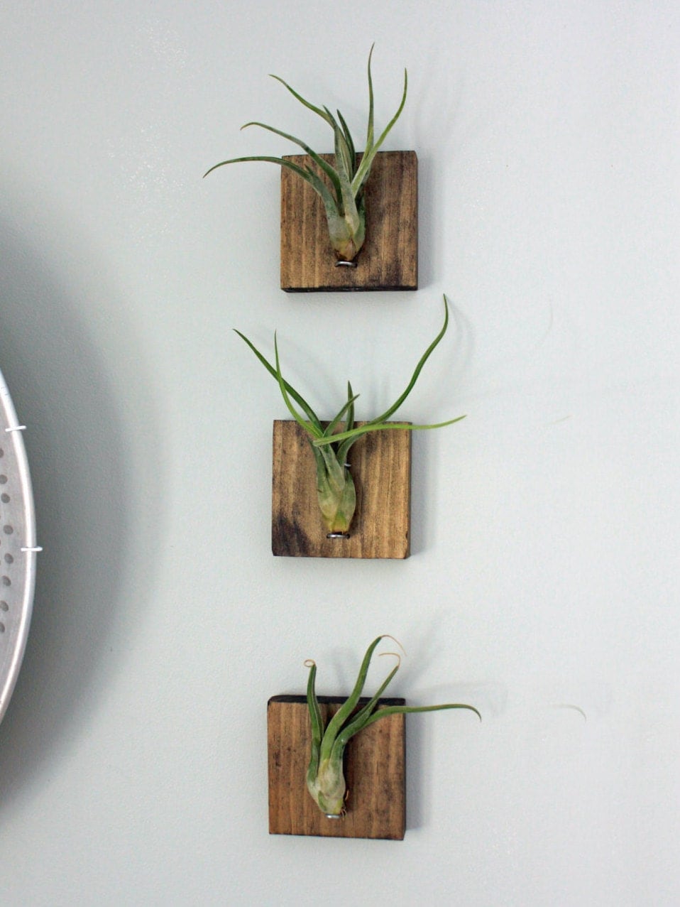 mounted air plants medusa s head air plants living mounted air plants medusa s head air plants living