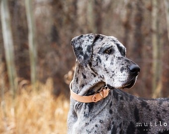 The Pelennor Collar: Natural Tan Leather Dog Collar