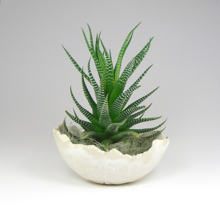 Small White Flower Pot Cream and White by WhistlingFishPottery