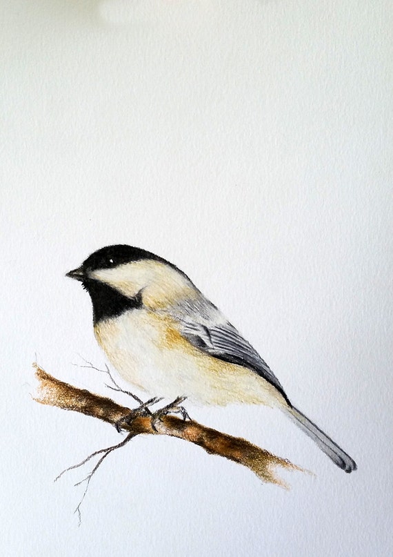 Items similar to Original Drawing, Colored Pencil Bird, Chickadee ...