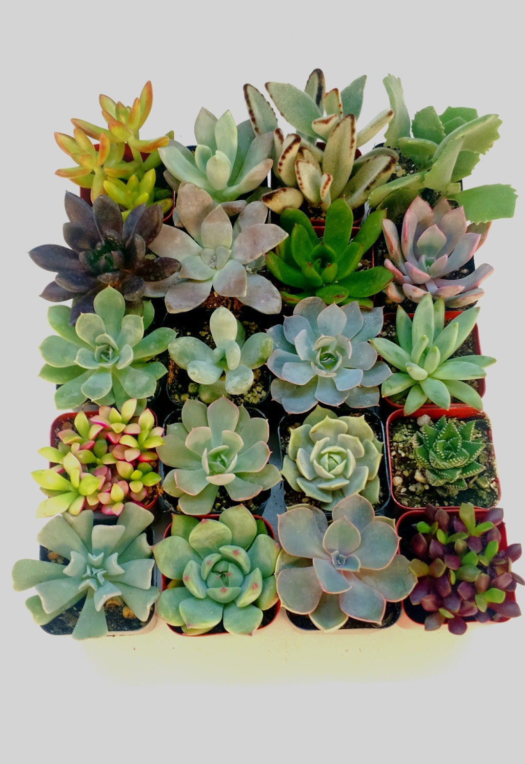 Premium Succulent Decor by ShopSucculents on Etsy