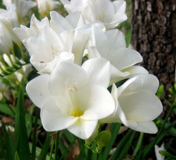 White Single Freesia 25 Bulbs Fragrant Blooms by HirtsGardens