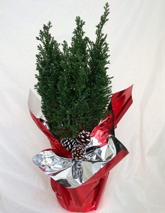 blue european cypress christmas tree by hirtsgardens on etsy blue european cypress christmas tree by hirtsgardens on etsy