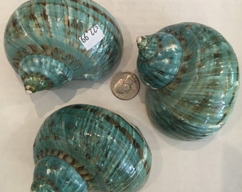 Beautiful NATURAL Green TURBAN SHELL// Green Turban Shell// Sea Shells// Sea Shells// Authentic Shells// Home Decor// Natural Green Color
