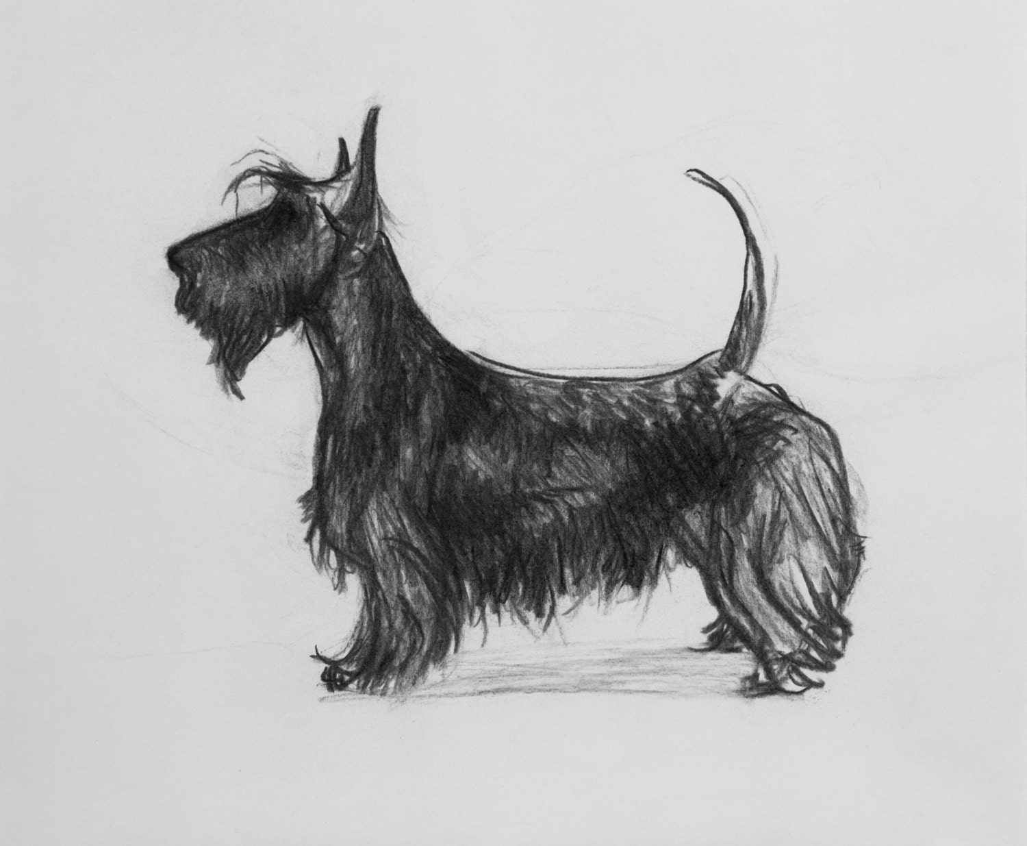 Scottish Terrier Drawing Maxine