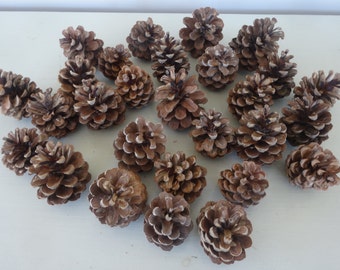 Red Pine Cones 25
