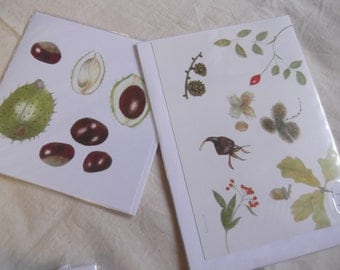 Botanicals in Coloured Pencils by Joan Longley