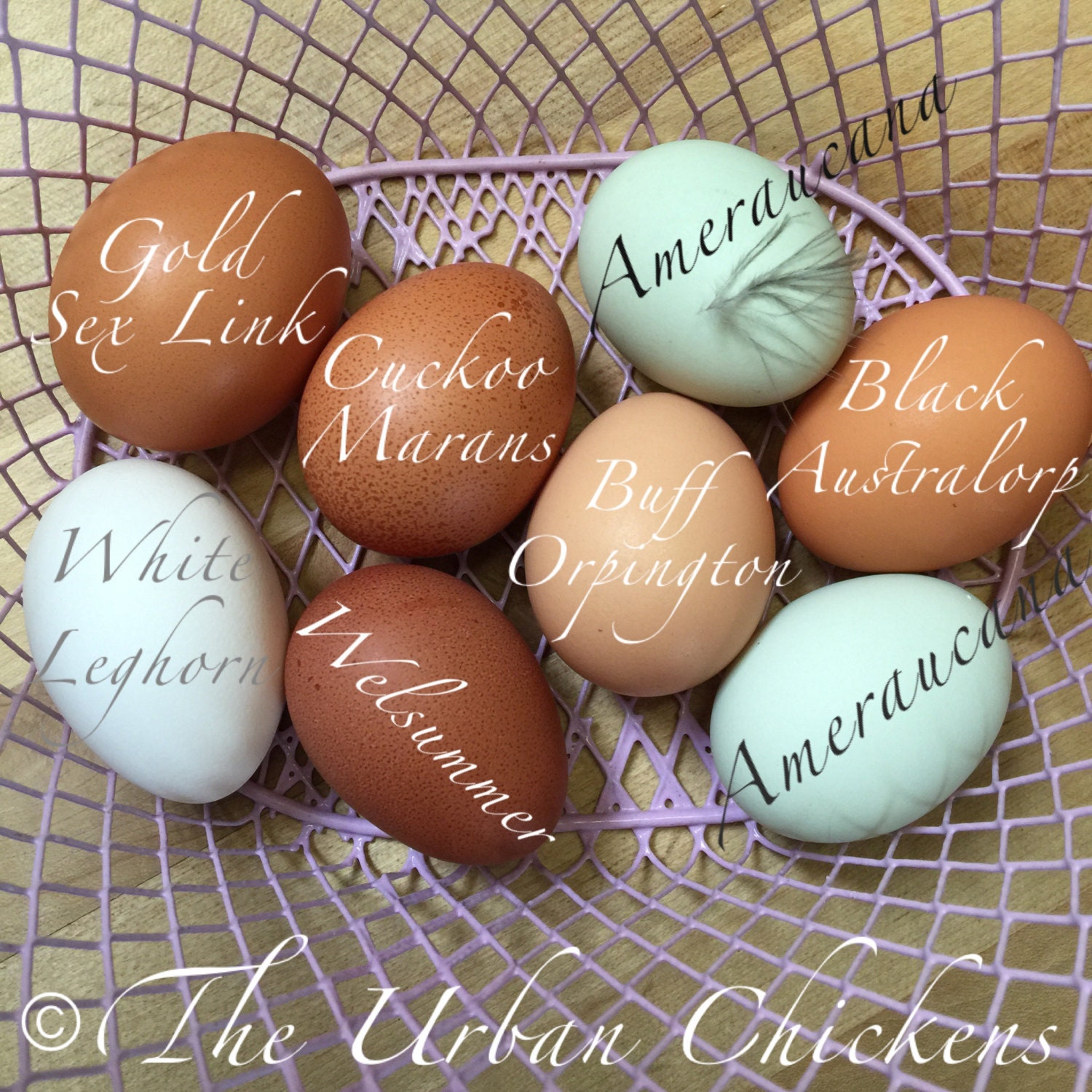 Dark Brown Speckled Hand Blown Eggs Free Range Urban Chicken