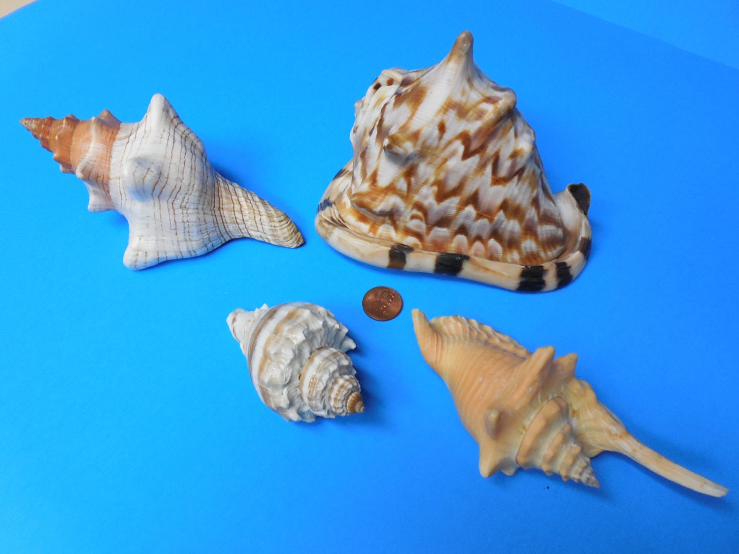 SEASHELLS QUEEN CONCH Shell Fox Shell Turret Shell Ear