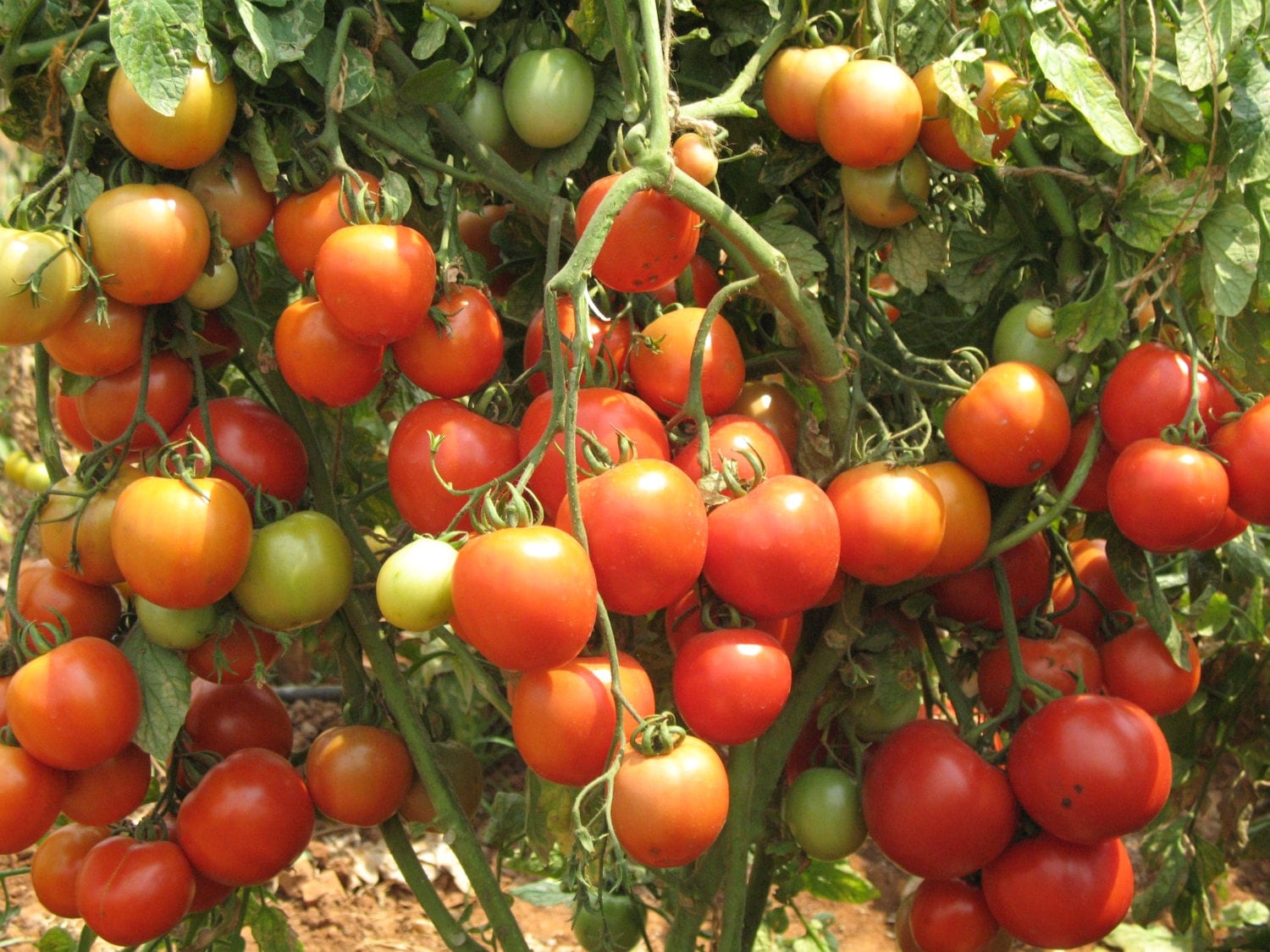 Floradade Tomato 1006400 seeds wholesale floridade