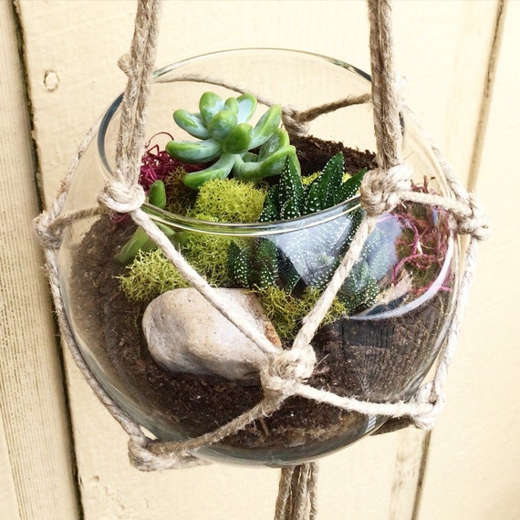 Hanging Terrarium Kit DIY Terrarium Succulent by ShopVerdure