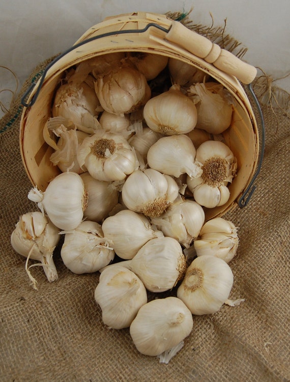 nootka rose garlic nootka rose garlic