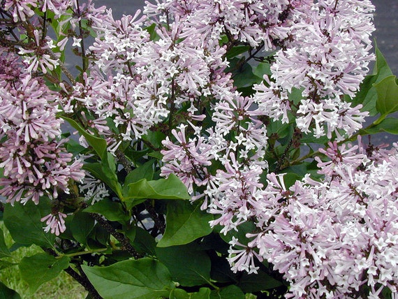 Miss Kim Lilac Syringa patula 3 Pack 6 12