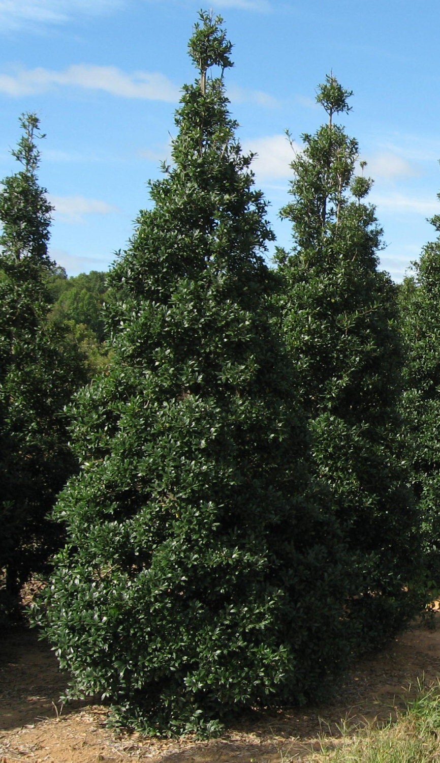 Foster Holly Tree 6 Pack, 2.5" Potted Plants, 7" 12" Tall Evergreen