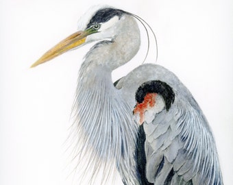 Watercolor Print, Great Blue Heron 11x14 Painting, Unique gift for Audubon Bird watcher, Nature Lover Birthday Idea, Office Wall Decoration