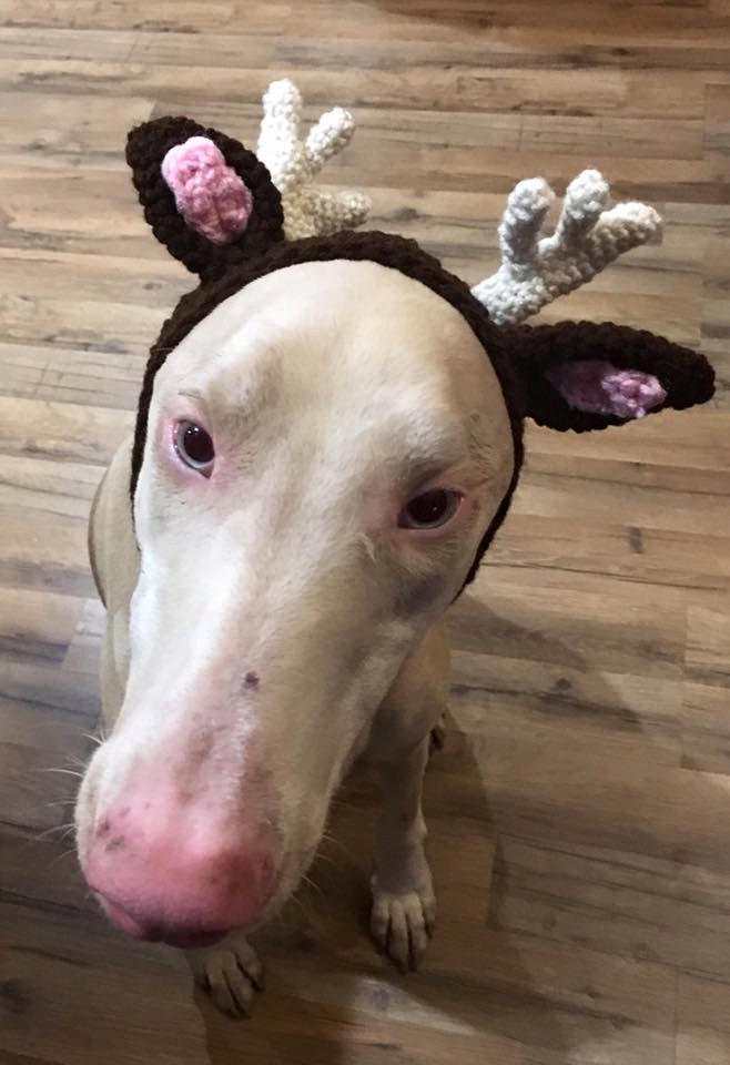 Reindeer Antlers for your dog Dog hat by HookedCustomCreation