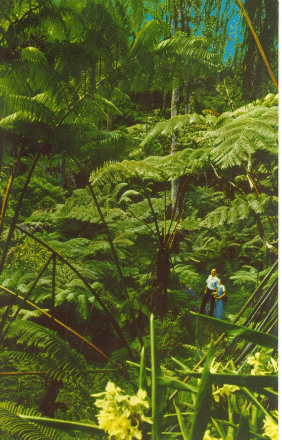 Tree Fern Forest  Hawaii National Park Vintage Color Postcard