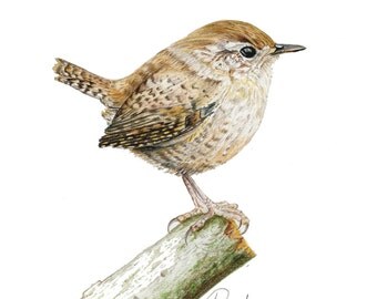 Items similar to Ivy Wren on Etsy