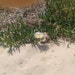 florimar