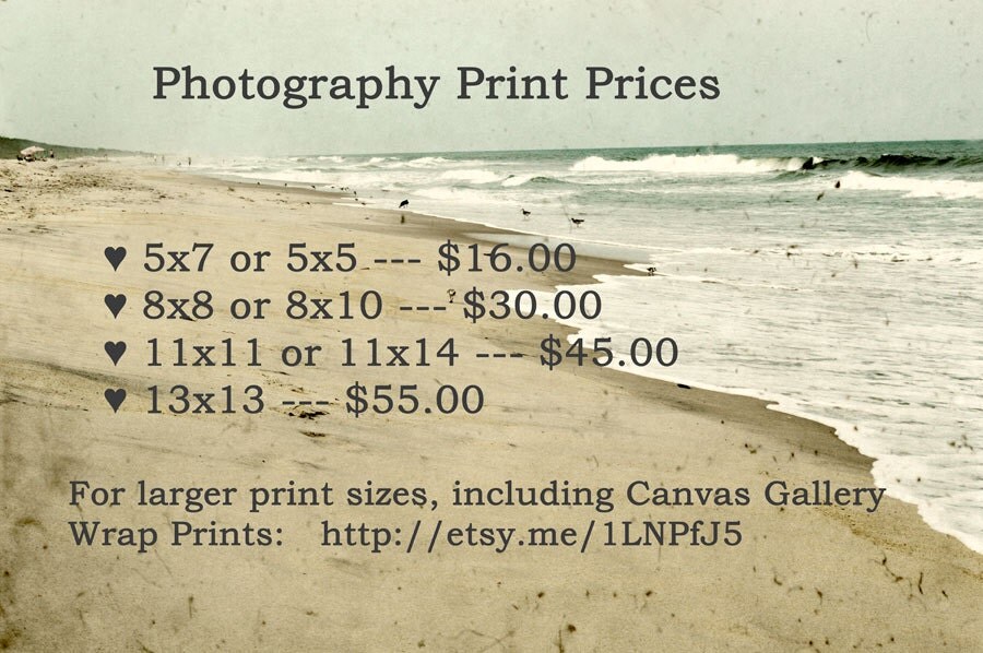 Beach House Decor Rustic Whelk Shells Fine Art by GalleryZooArt