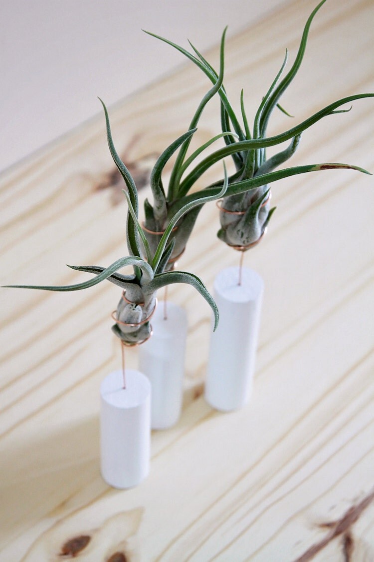 Air Plant with Stand // Modern Home Decor // by GemsOfTheSoil