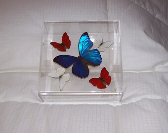 Real Butterflies in a Very Colorful and Patriotic Swarm