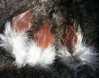 Natural Golden Burgundy Plumage Feathers - 50 Feathers - CRUELTY FREE