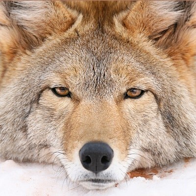 dailycoyote