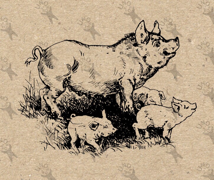 Vintage image Pig Swine Piggy Piglet Instant Download